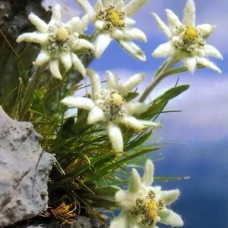 Edelweiss & Enzian - Gaestehaus Zum Fuchs شقة *