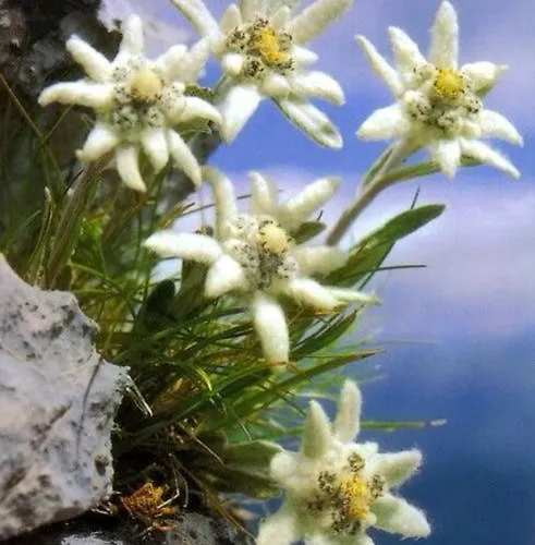 Edelweiss & Enzian - Gaestehaus Zum Fuchs Διαμέρισμα *